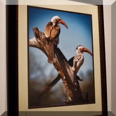 A16d. Framed hornbills photo. 20”x16” - $25 each